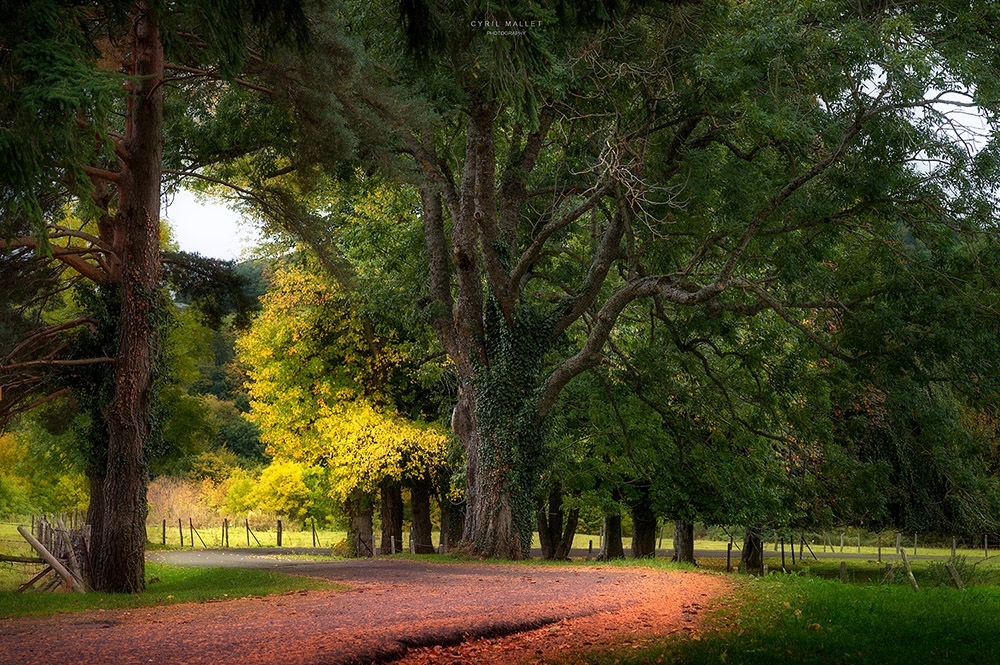 Un arbre au bord d'une route.site.jpg