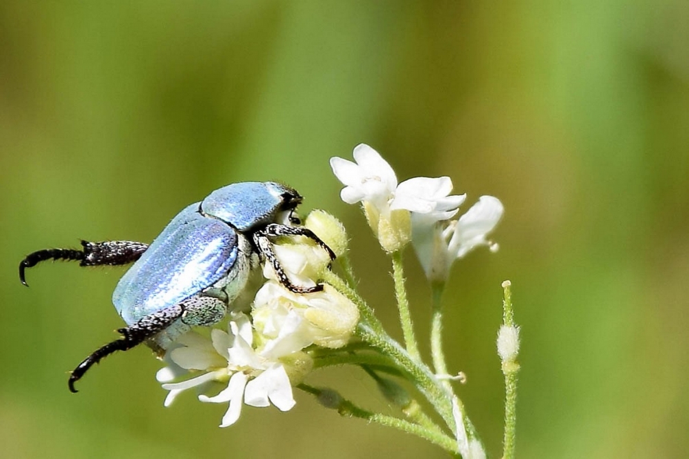 Hoplie bleu 1.JPG
