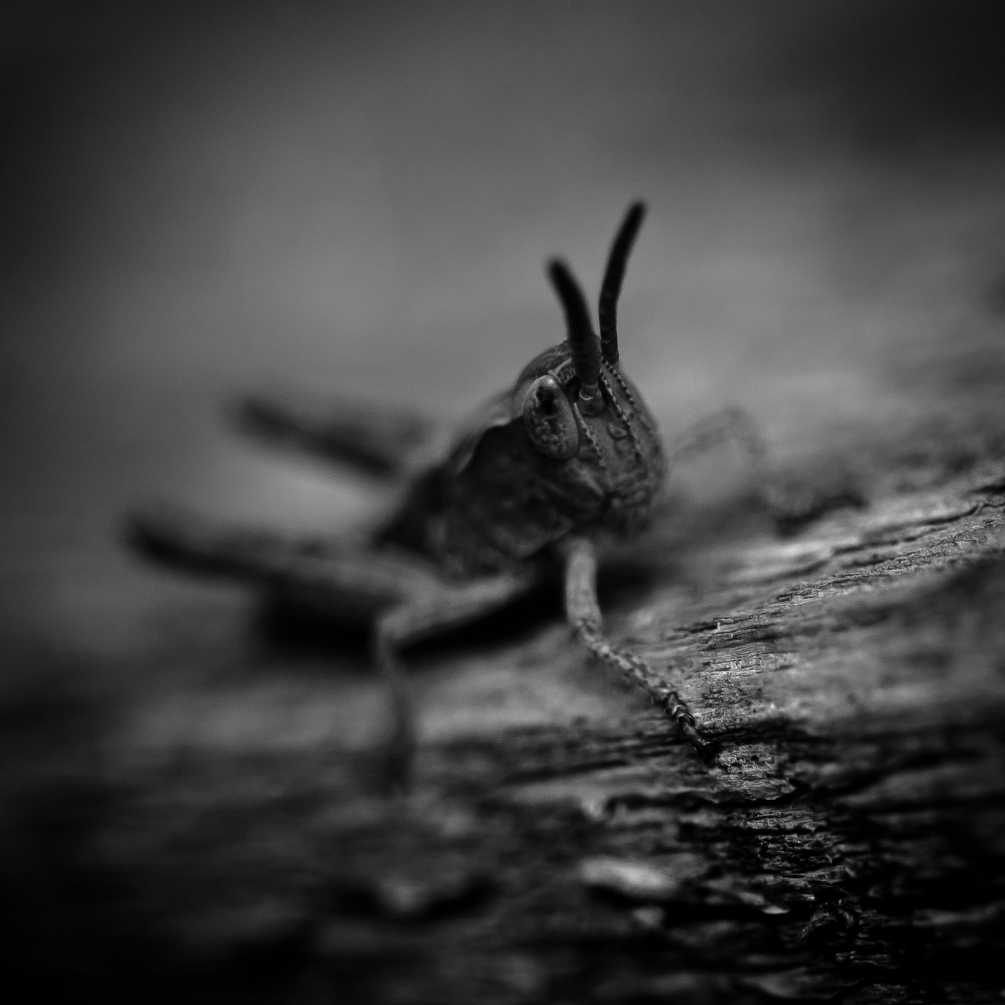 20052013-cédet macro-1003-1.jpg