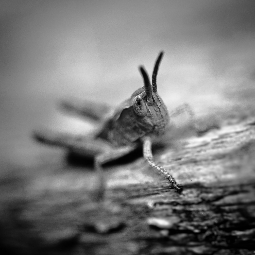 20052013-cédet macro-1003-1.jpg