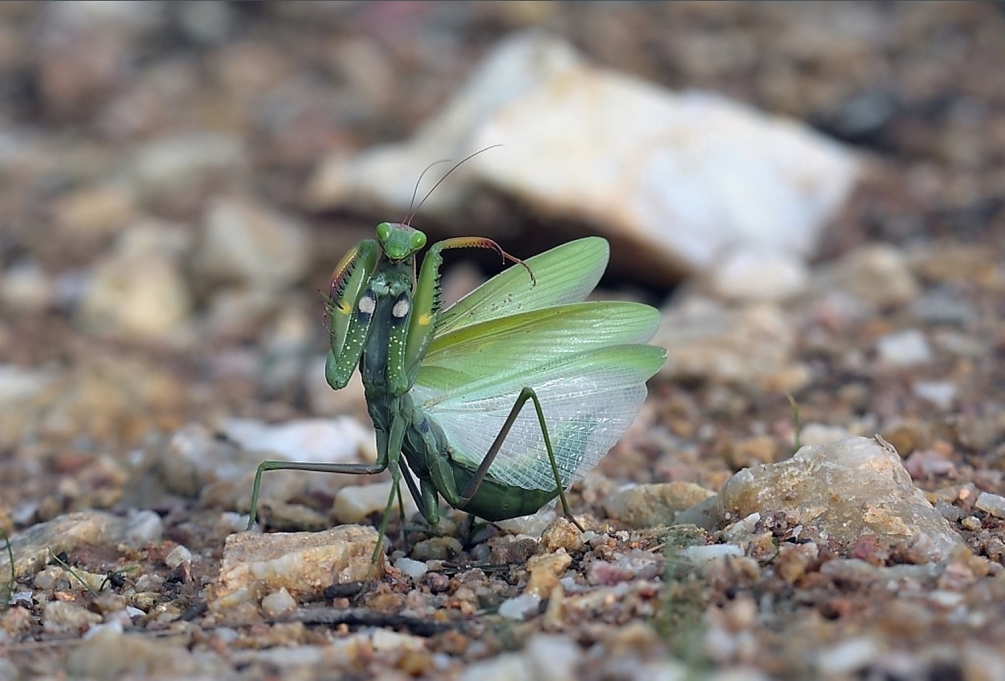 2Mantis religiosa verte.JPG