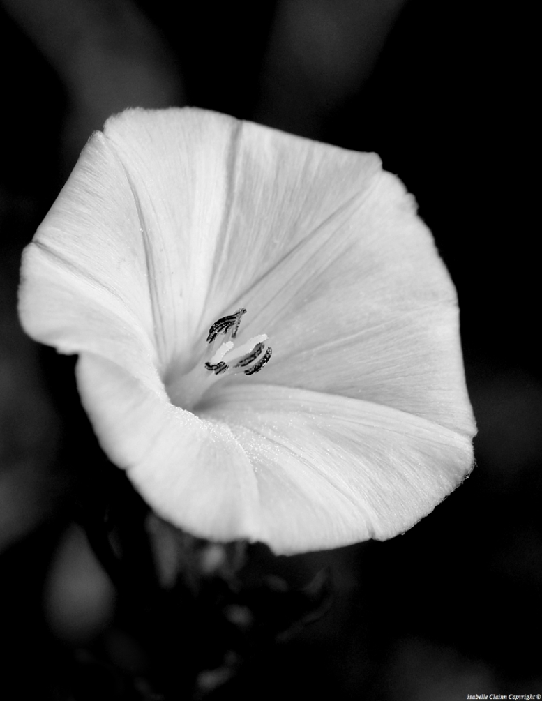 fleur forumdephotos.JPG