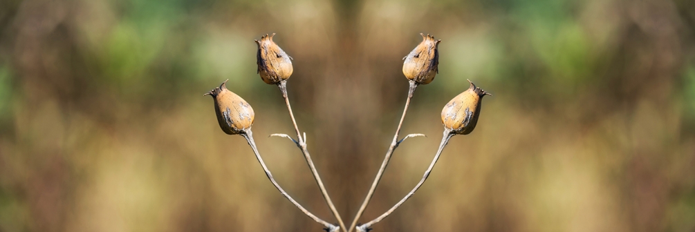 candelabre végetal.jpg