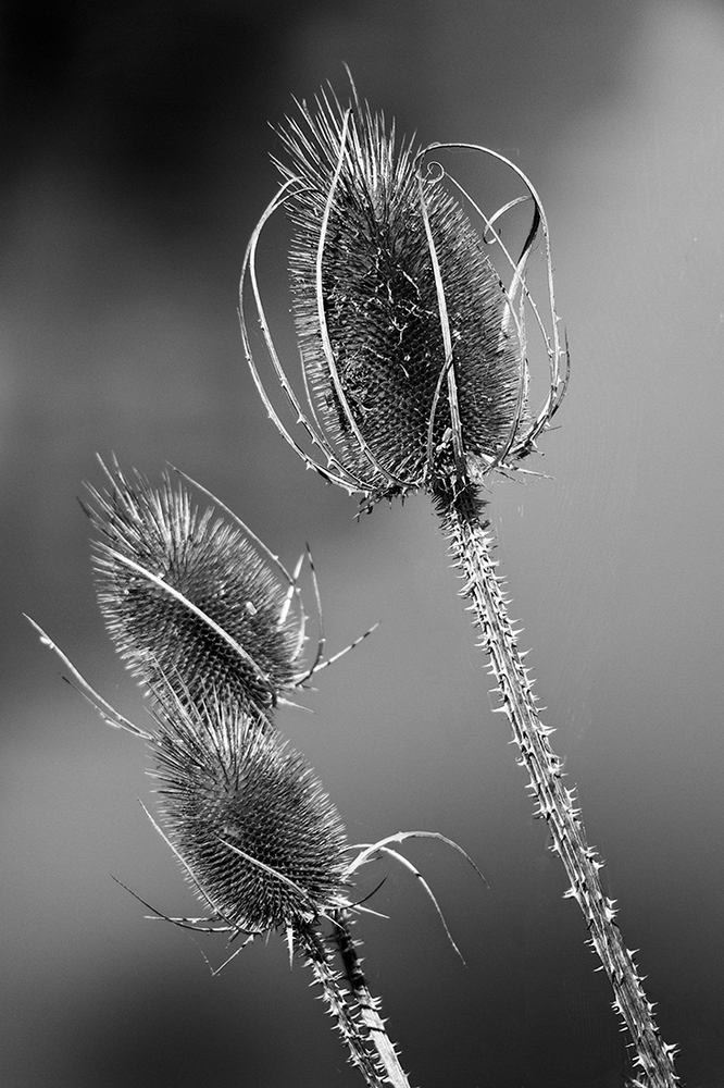 IMG_0208-Modifier.jpg