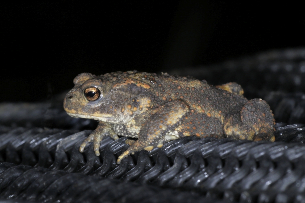 crapaud.thumb.JPG.202247c7d2b14752797b36e698321ac0.JPG