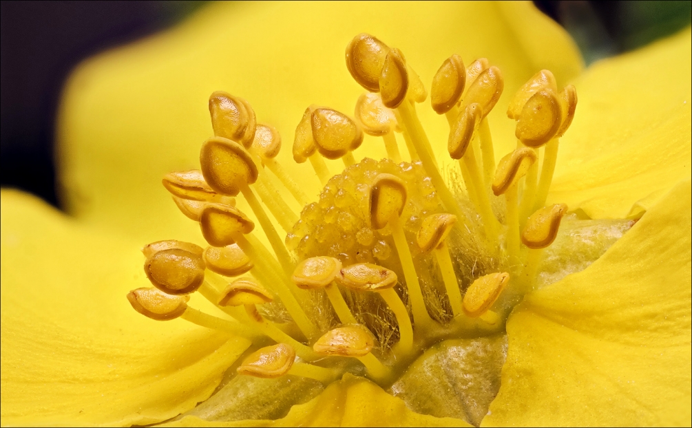 potentille.thumb.jpg.5ea92809fd58bdf277c52e6eb536af41.jpg