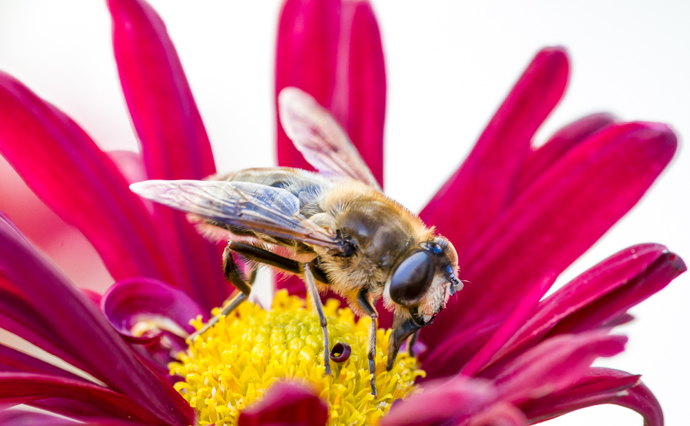 171101_macros-jardin-17_1500-3.jpg