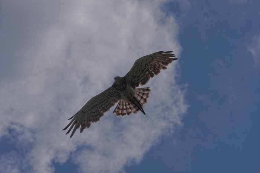 IMG_1114_DxO.jpg.8764e8ac6cdb7e40ef7de9b860777e02.jpg