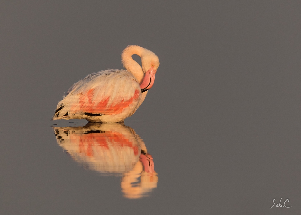Tendrement.1.jpg.1c22445e176b96365e536dec9f819b5c.jpg