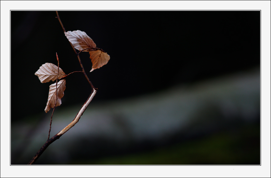 feuille-morte.jpg