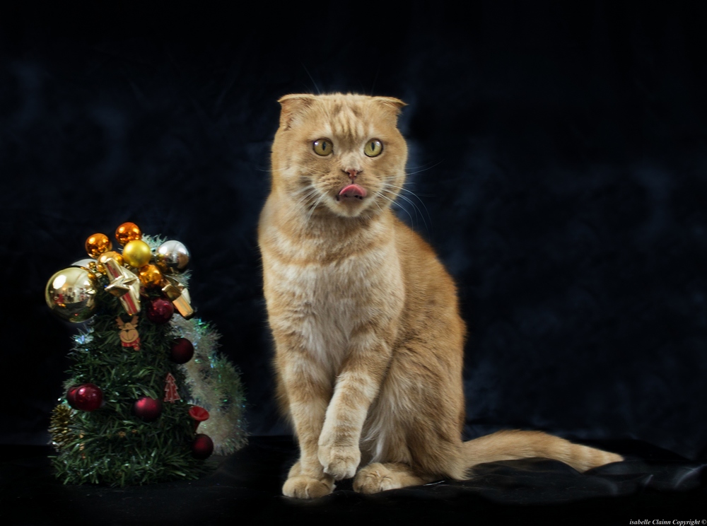chat noel 24 a.jpg