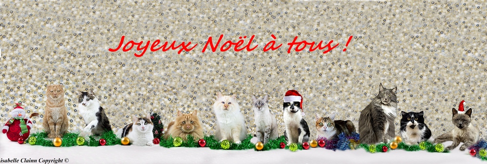 chat noel 17 - Copie fp.jpg