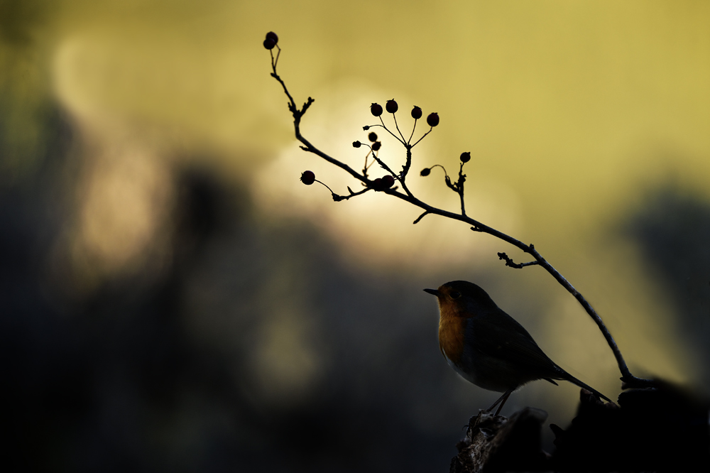 5a43b8ac3ae1d__DSC4420aaba.jpg.e28a9bf40dc55825df2249a9647be873.jpg