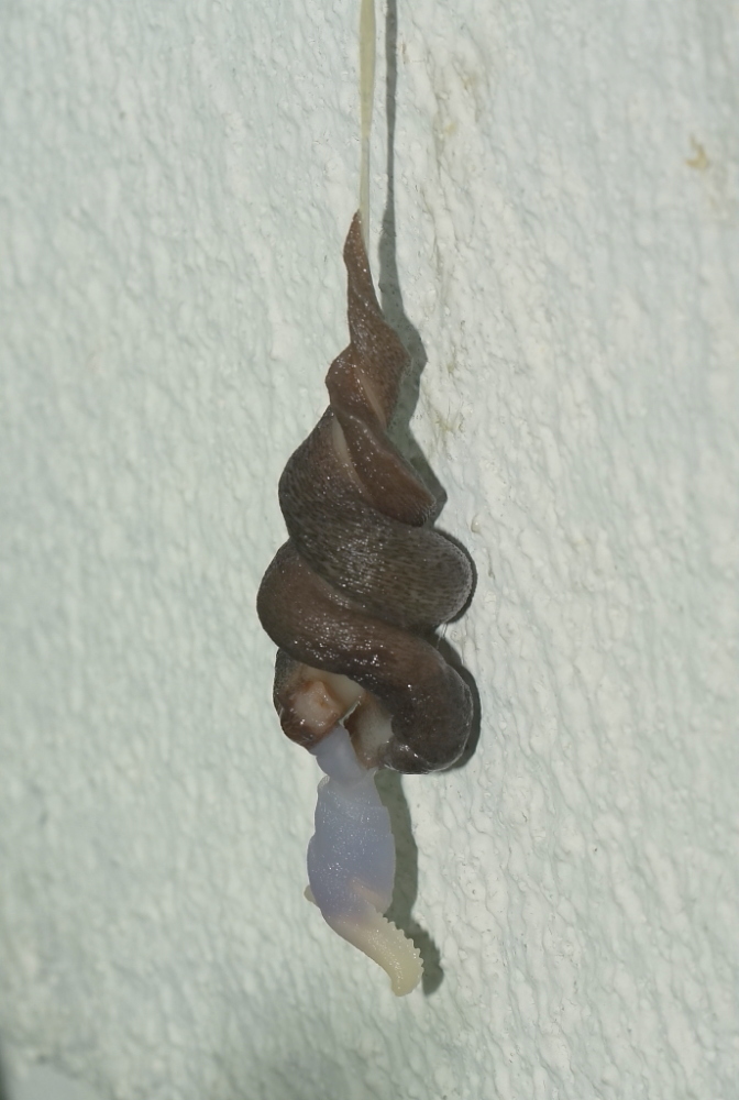 Limaces1a.JPG.bad8a2acc39ceeec73039372d9d6172c.JPG