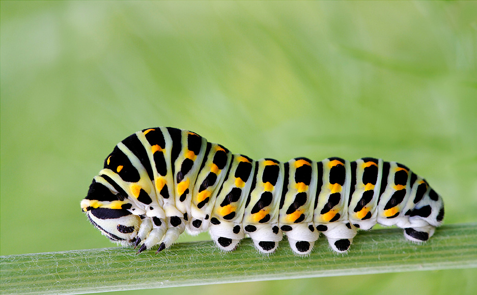 machaon.jpg