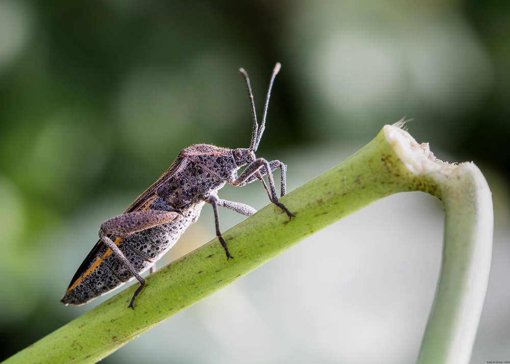 5a4b93a4dcec5_01-01-2018PunaiseREDUC-1.jpg.2716d9d644a8fd9b3954ed56daa68617.jpg