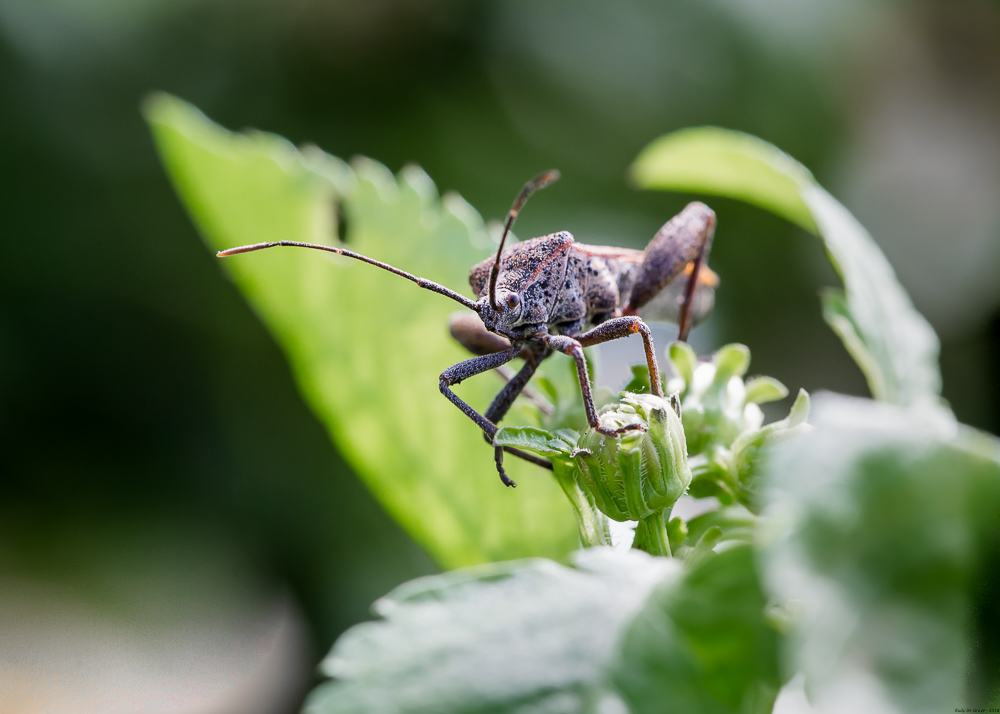 5a4b93f004166_01-01-2018PunaiseREDUC-3.jpg.691cf8a969d4e3f13ba99de77aac1d6a.jpg