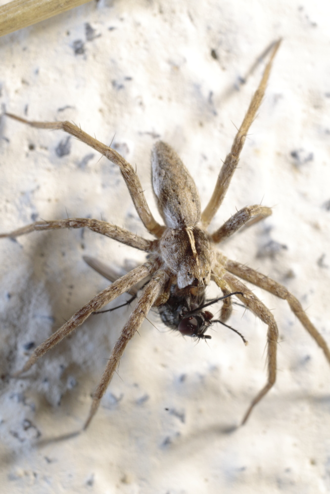5a67b189eafd5_Araignef13.JPG.9995fe1e24efe4a54bc778791aa98eaf.JPG