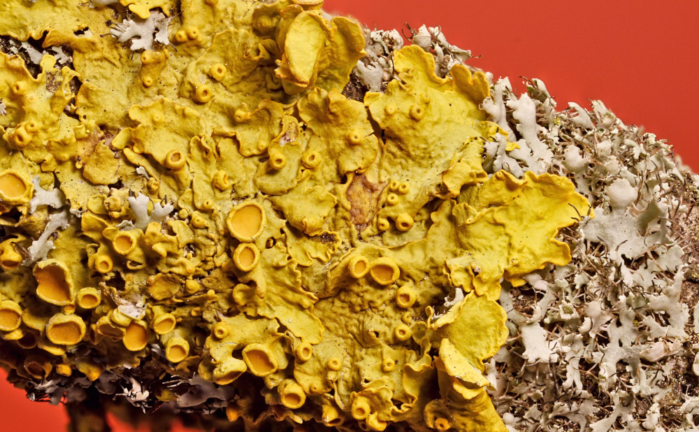 lichen01.jpg
