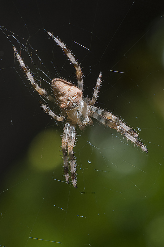 5a75d5f4c955a_IMGP6542FP.jpg.2ef5ac7b8105208c5465ce6369d29005.jpg