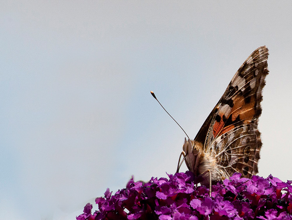 5a906cae8086c_Vanessacardui(Labelledame)3075resize_-2.jpg.494f59634e962c4c87ddec9b950dac2a.jpg