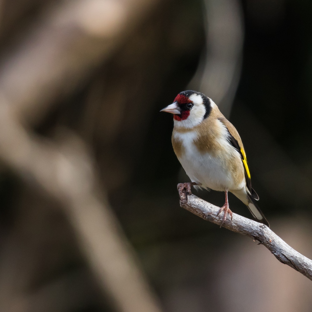 Chardonneret élégant.5.jpg