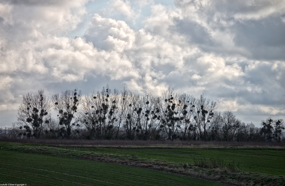 IMG_9460 fp.jpg