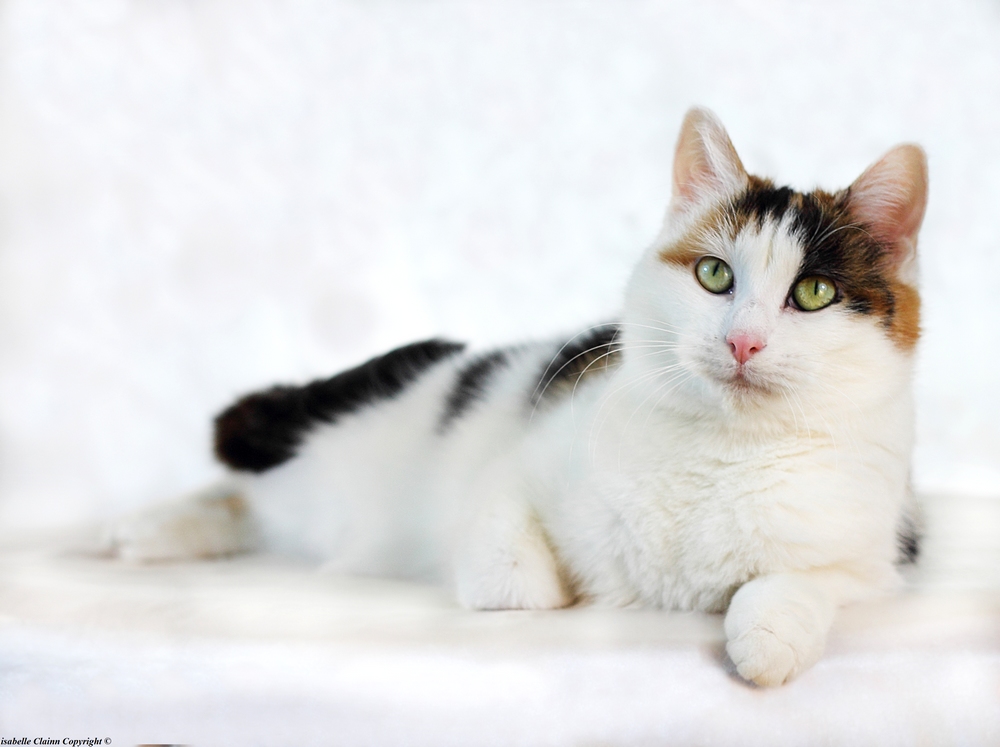 chat khaleesi fp.jpg