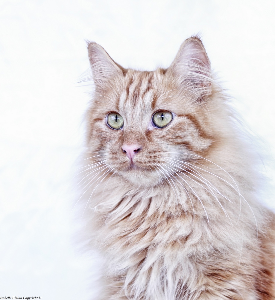 chat smoothie portrait 1fp.jpg