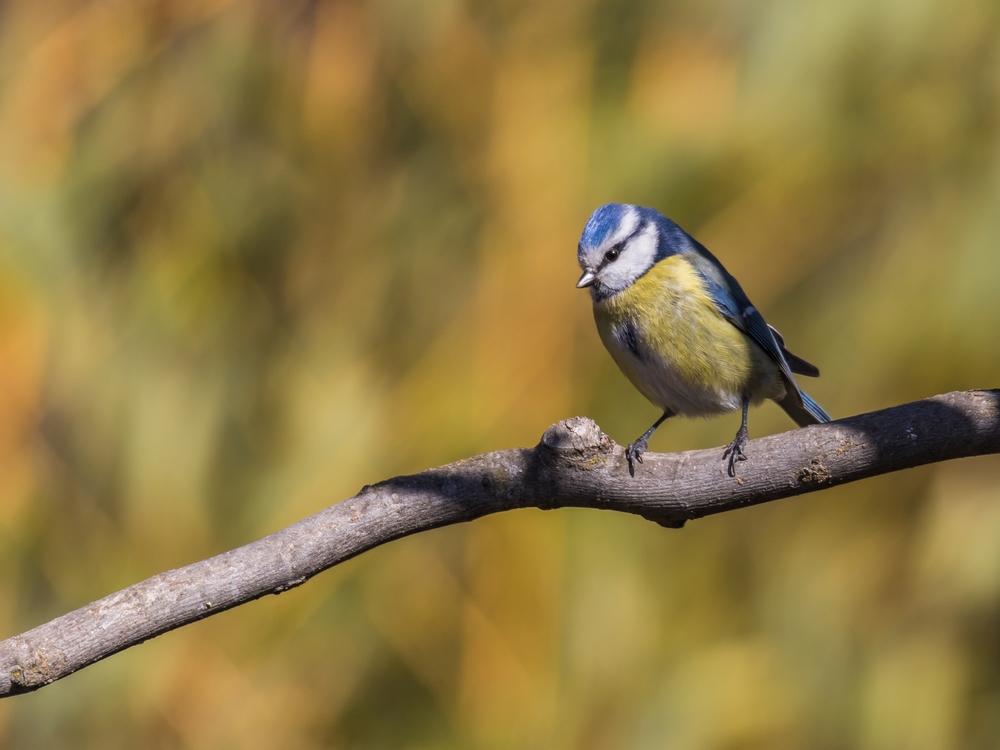 Mésange bleue.2.jpg