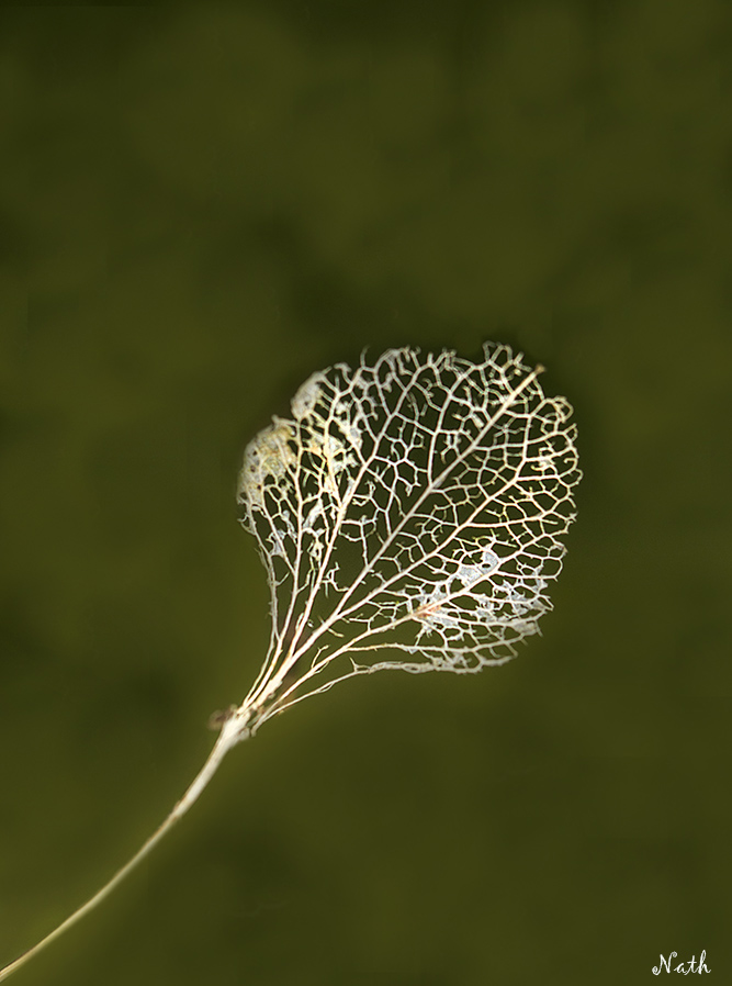 5aa0161bd86cb_Feuilletroueb.jpg.3dd563ac6dffc1c312ff61412183a177.jpg