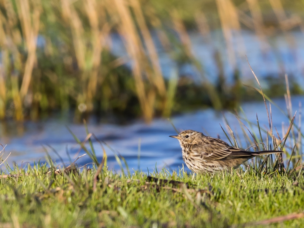 Pipit farlouse.jpg