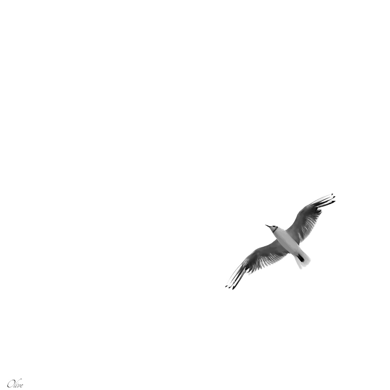 MOUETTE-2D-1.jpg.abb1048de36488510267f8e3930a7e55.jpg
