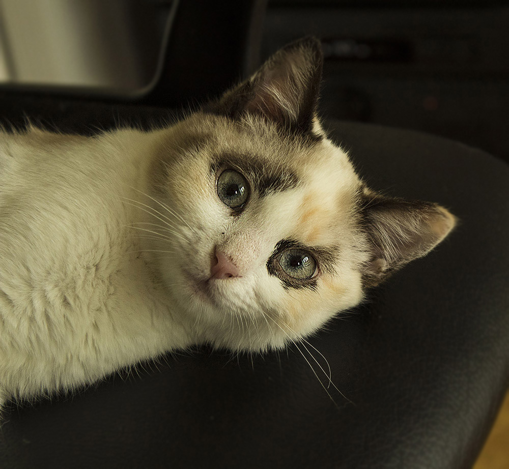 Miou_3.jpg.211aec050d3a8eaa1ab715d75cd144c7.jpg