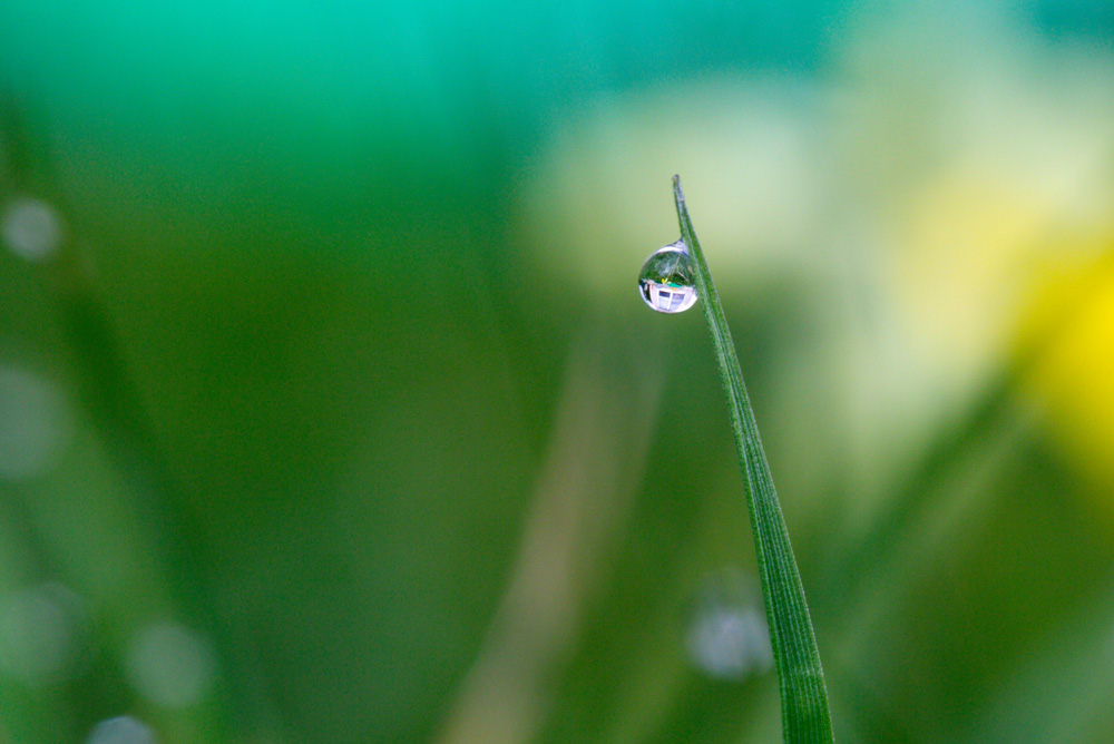goutte-1N5A7922R.jpg.280765afcbfb6049db2372328c41950a.jpg