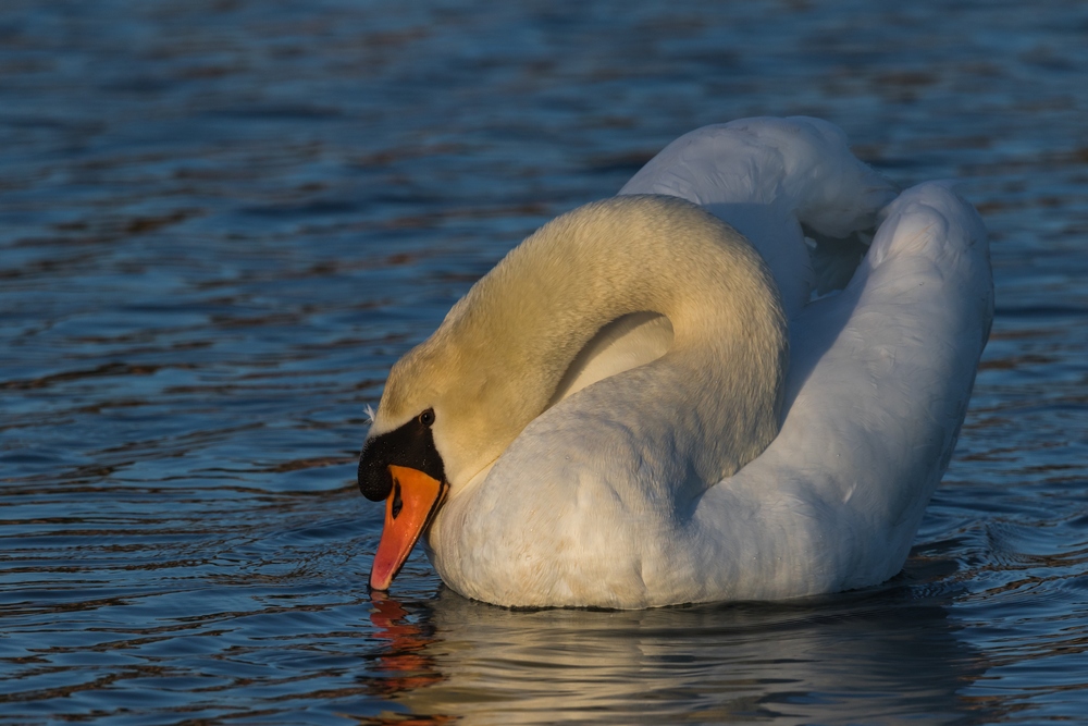 Cygne tuberculé.jpg