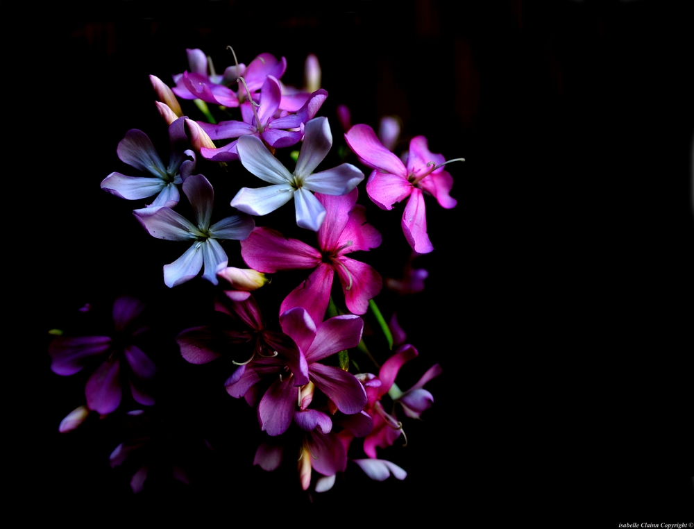 010fleurs fp.jpg
