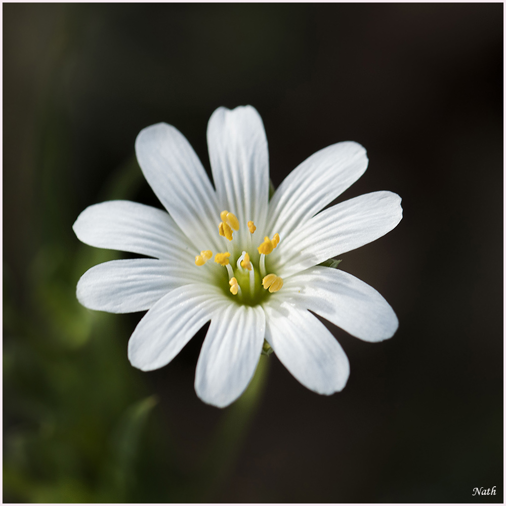 5ac7aa86b2adb_Fleurblanche_3.jpg.e1d1001e3fab02edfcf9edc7fc57d5fd.jpg