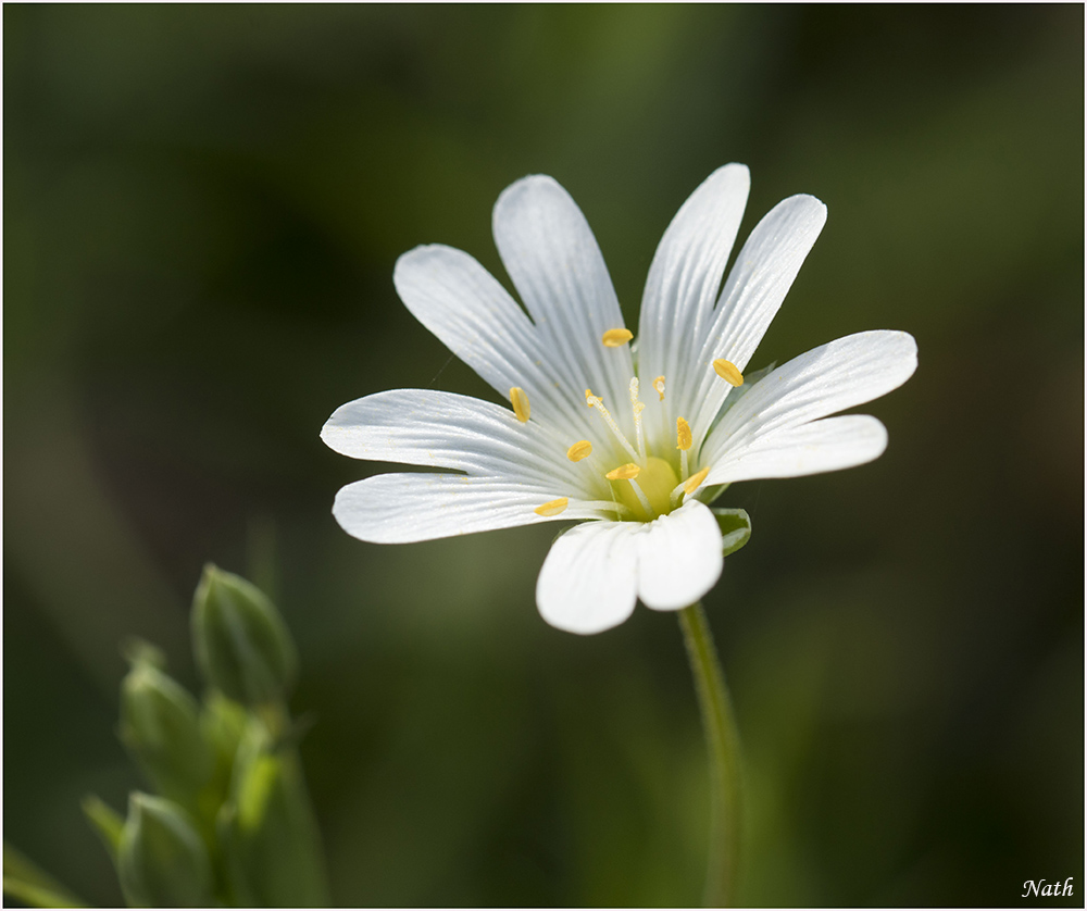 5ac7c3acc72c6_Fleurblanche_8.jpg.b44c24358d47671658c87fd49a8eedca.jpg