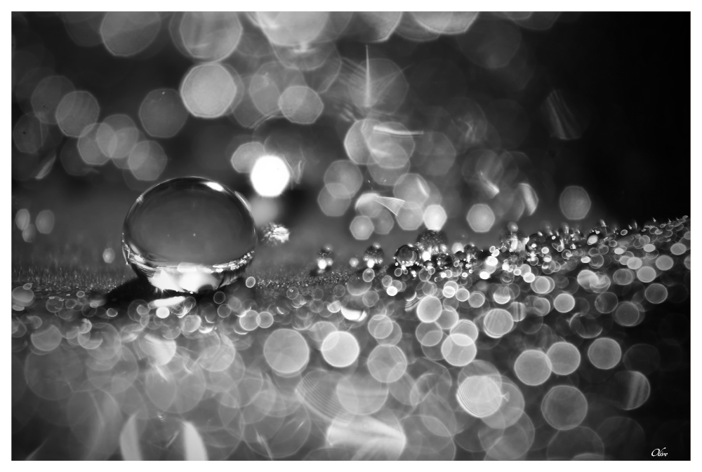 DIAMANT-NB.jpg.c60983035cc92dd2dad924302d16831a.jpg