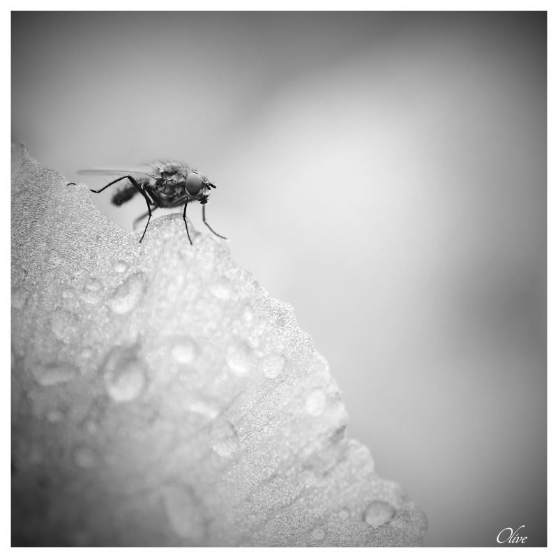 MOUCHE-1.jpg.eb007e3e961d2ecefebdb22839f85bd9.jpg