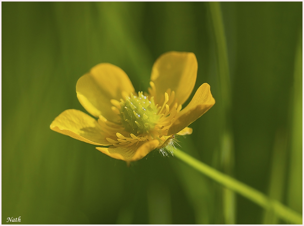 1014493247_Boutondor_3b.jpg.8aa6ed786be7f85d4804c7757b2f83c3.jpg