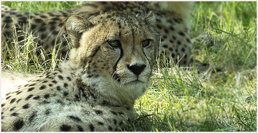 1464403413_PortraitdeGupard.jpg.bb97b9550dbb972b1598963d23162290.jpg