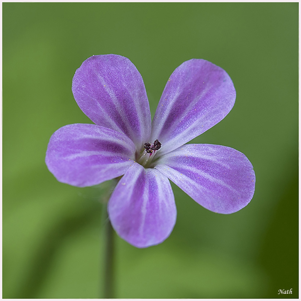 153423175_Fleurmauve_1.jpg.5deae09a741f4d394e11ce0bf9ca79e8.jpg