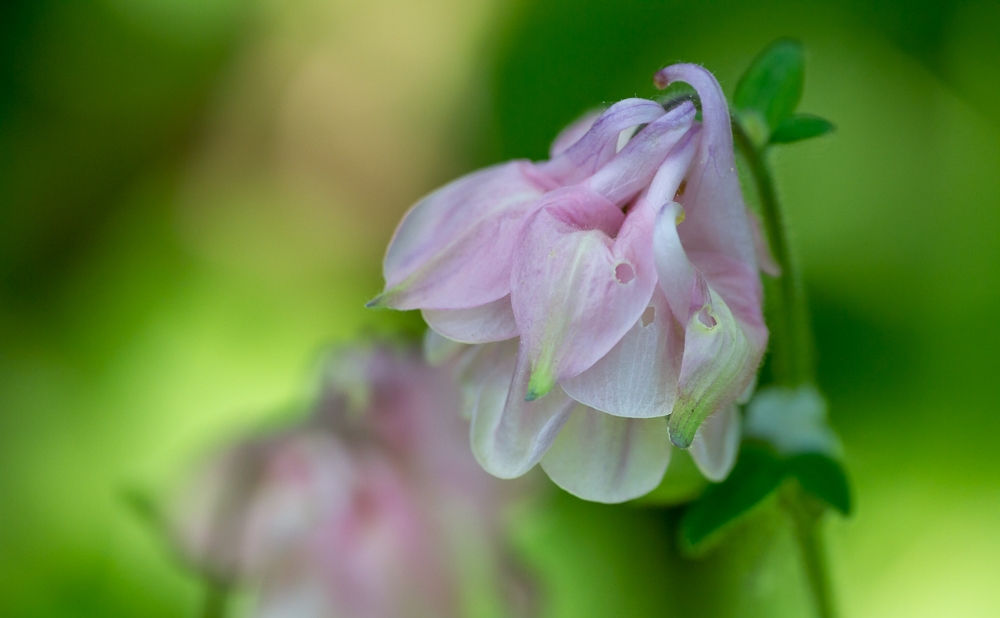 180508_macros_jardin-83_1500.jpg