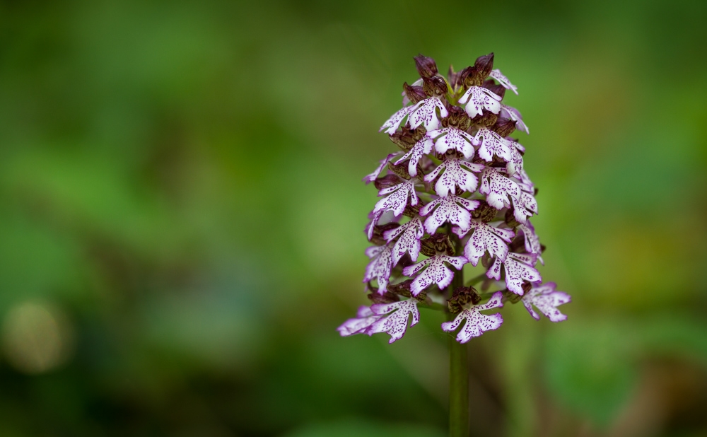180511_orchidees_neubruchwald-2_1500.jpg
