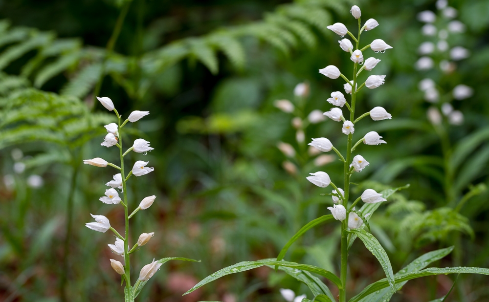 180514-orchidees_kolhute-20_1500.jpg
