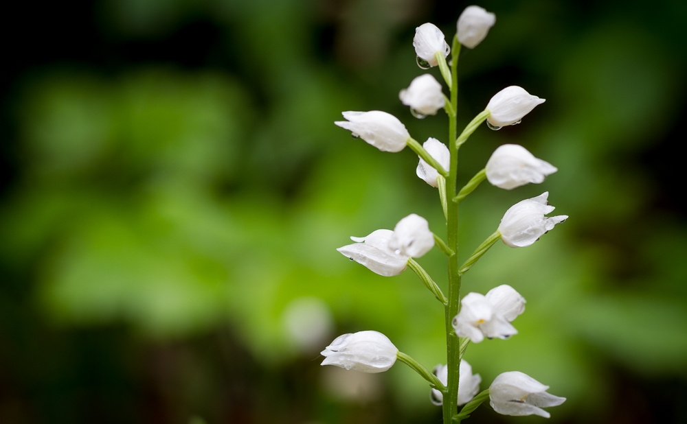 180514-orchidees_kolhute-30_1500.jpg