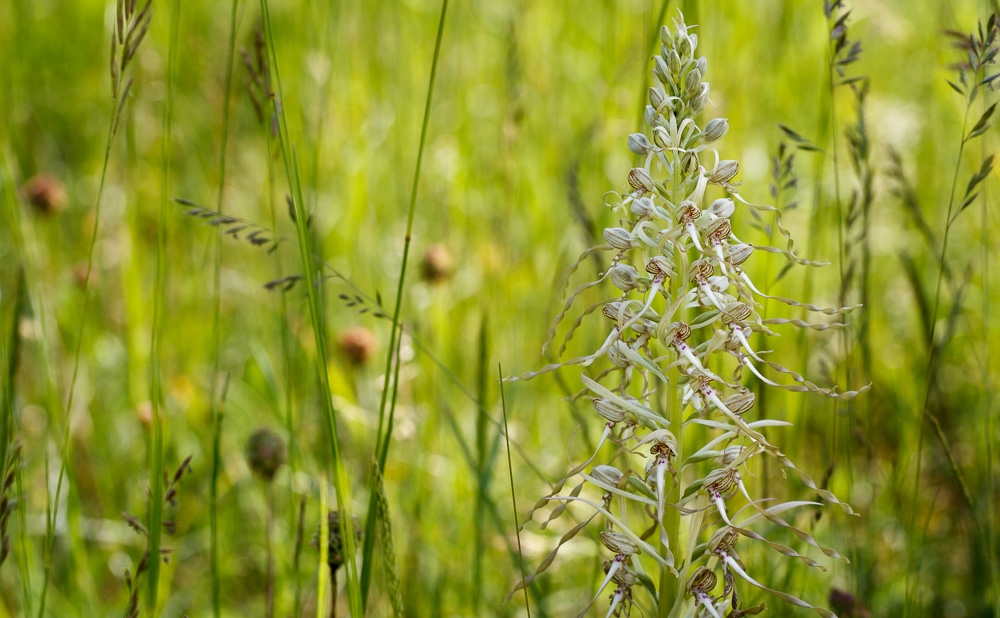 180519-bastberg-10_1500-3.jpg