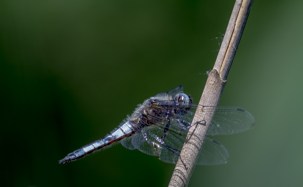 180525_beilenkopf-1_1500.jpg
